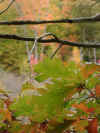 Oak leaves and foliage