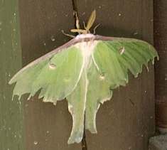 Cool Moth