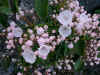 Mountain Laurel