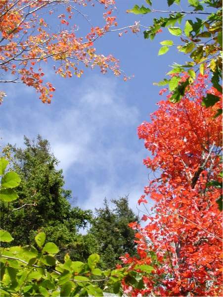 Beautiful Fall Color in New England