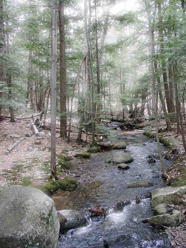 Ted's Brook